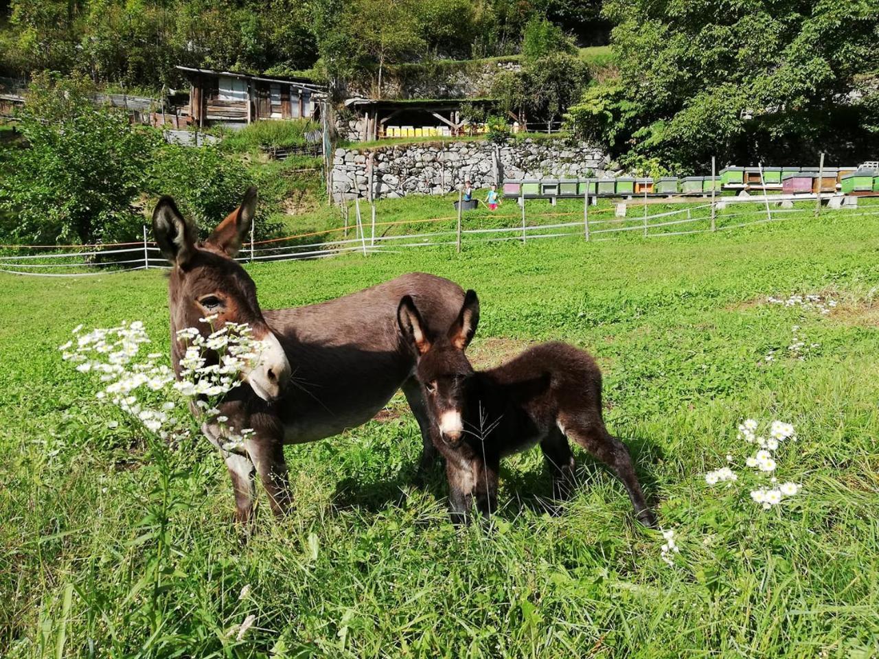 Agriturismo Dalla Natura La Salute Giustino Zewnętrze zdjęcie
